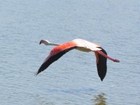 flamant_rose_vol_pont_gau_nruaux_0057