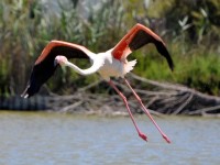 flamant_rose_vol_pont_gau_nruaux_0093