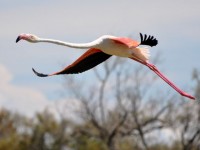 flamant_rose_vol_pont_gau_nruaux_0094