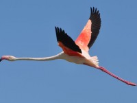 flamant_rose_vol_pont_gau_nruaux_0095