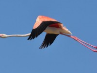 flamant_rose_vol_pont_gau_nruaux_0096