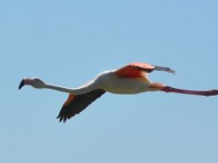 flamant_rose_vol_pont_gau_nruaux_062