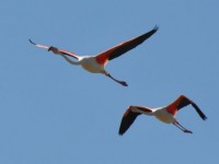flamants_vol_3_nruaux