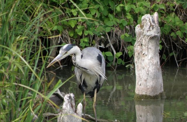 heron_cendre_11