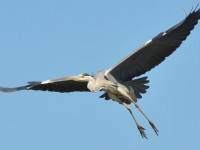 heron_cendre_gau_vol_nruaux_11