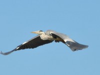 heron_cendre_gau_vol_nruaux_12