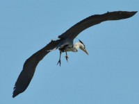 heron_cendre_gau_vol_nruaux_2