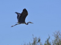 heron_cendre_gau_vol_nruaux_3