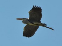 heron_cendre_gau_vol_nruaux_8