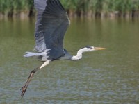 heron_envol_pont_gau_nruaux_0048