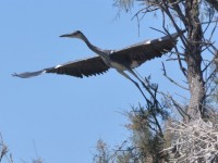 heron_envol_pont_gau_nruaux_0049