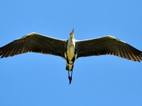 heron_vol_pont_gau_nruaux_0092