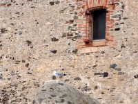 collioure_chateau_detail_nruaux_0010