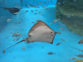 palma_aquarium_nruaux_1770