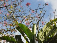 palma_vegetation_nruaux_0032