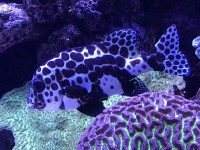 palma_aquarium_1753