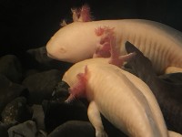 palma_aquarium_axolotl_nruaux_1773