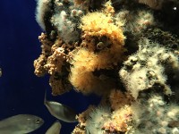 palma_aquarium_nruaux_1733