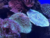 palma_aquarium_nruaux_1745