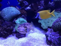 palma_aquarium_nruaux_1749