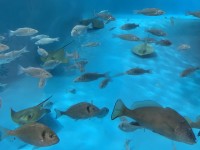 palma_aquarium_nruaux_1763