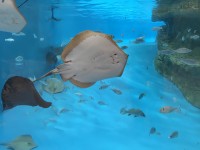 palma_aquarium_nruaux_1769