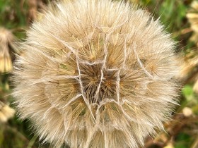 pissenlit_nruaux_2706