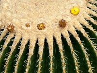 eze_jardin_tropical_nruaux_2963