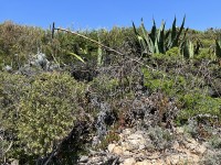 cap_antibes_agave_nruaux_2893