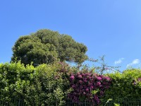 cap_antibes_nruaux_2883