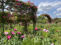 jardin_monet_giverny_nruaux_5489