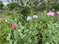 jardin_monet_giverny_nruaux_5517