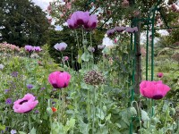 jardin_monet_giverny_nruaux_5518