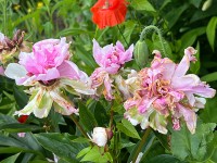 roses_giverny_nruaux_5520