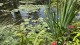 etang_nympheas_monet_giverny_nruaux_5505