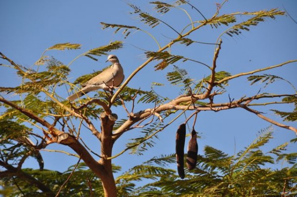 046_tourterelle_gomera