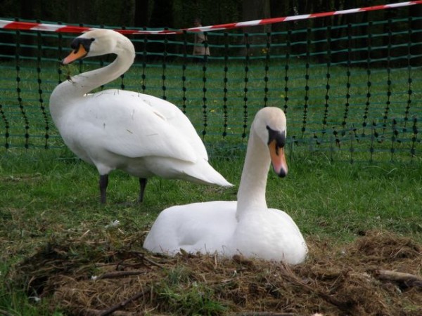 couple_cygnes_nruaux_1