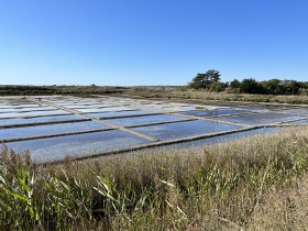 guerande_marais_salant_nruaux_3626