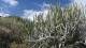 cactus_orgue_nruaux_1000697