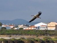 01_cigogne_faro