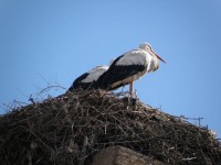 01_cigognes_maroc