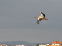 02_cigogne_faro