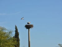 04__cigogne_faro