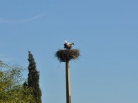 05__cigogne_faro