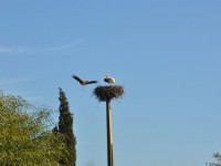 06__cigogne_faro