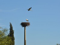 07__cigogne_faro