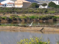 09_cigogne_faro