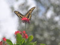 machaon_01