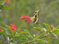 machaon_04