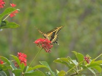 machaon_05